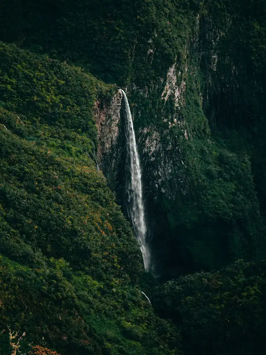 Forêts