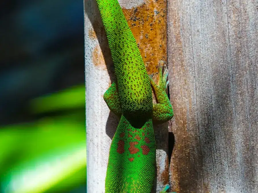Gecko vert endémique posé sur une feuille à La Réunion